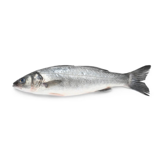 Sea Bass 10LBS (mediterranean)