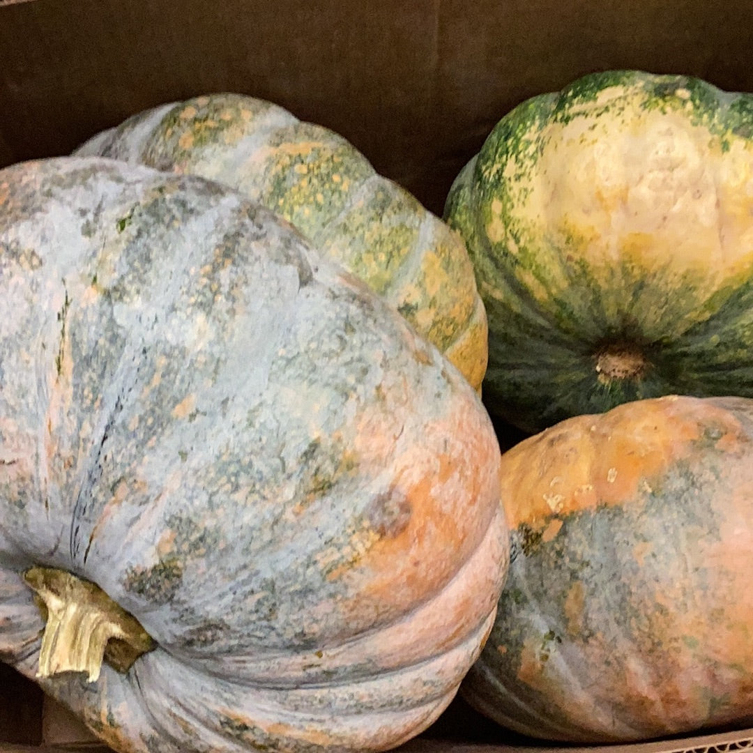 Calabaza Kabocha (lbs)